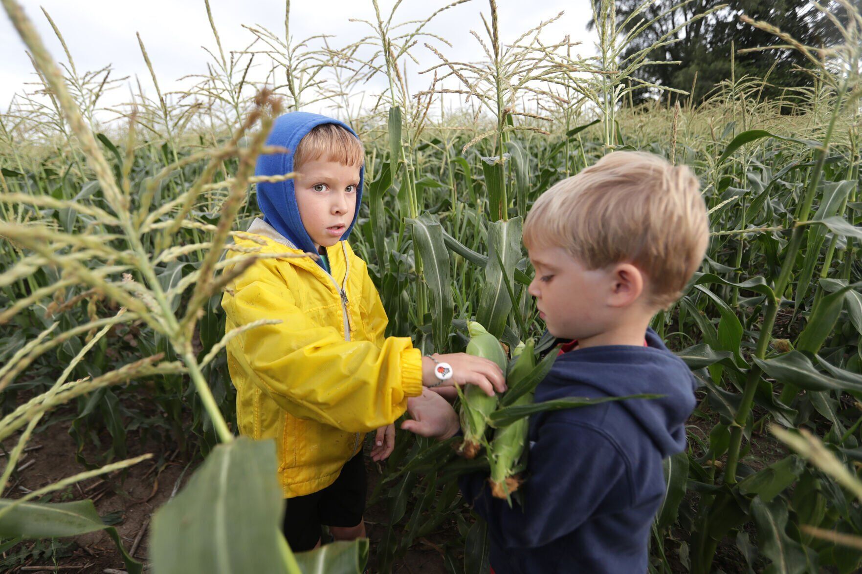 081222sweetcorn03.JPG